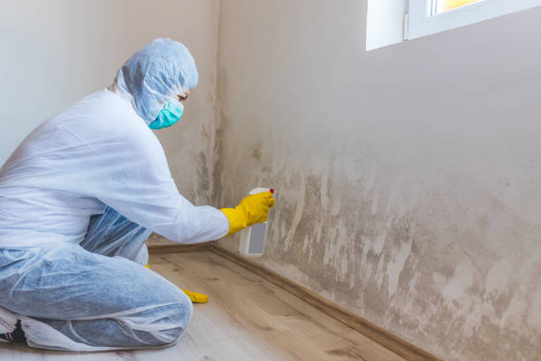 Licensed Basement Mold Remediation service in Wayne, PA - Car Mold Remediation