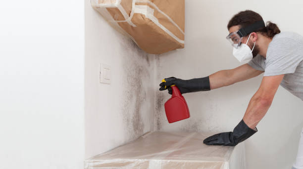 Professional Basement Mold Remediation technician working in Wayne, PA