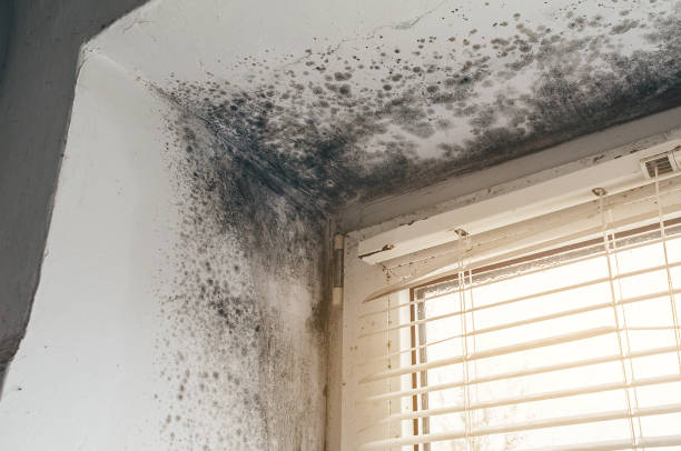 Affordable Basement Mold Remediation solutions in Wayne, PA