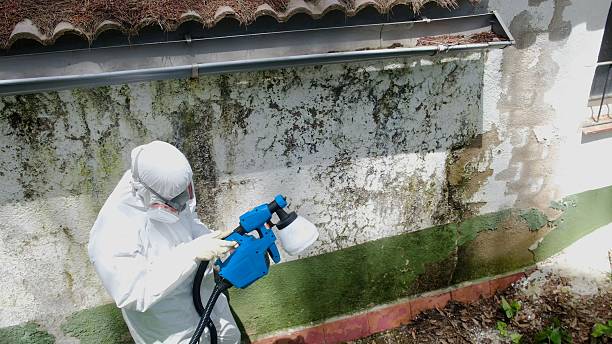Top rated local Basement Mold Remediation specialists in Wayne, PA